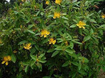 ビヨウヤナギの黄色い花が咲きだしました ベルモント公園