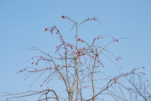 3月22日三春の滝桜開花DSC_3554