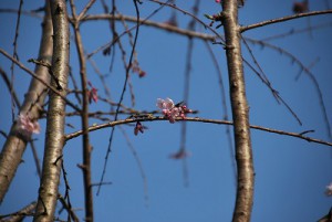 3月22日三春の滝桜開花DSC_3553
