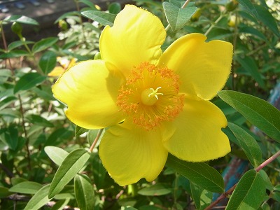 ヒペリカム ヒデコートの花 北鹿浜公園