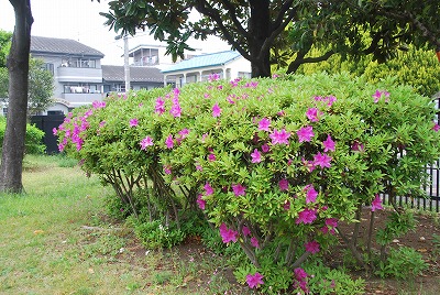 100 Epic Bestオオムラサキ ツツジ 最高の花の画像