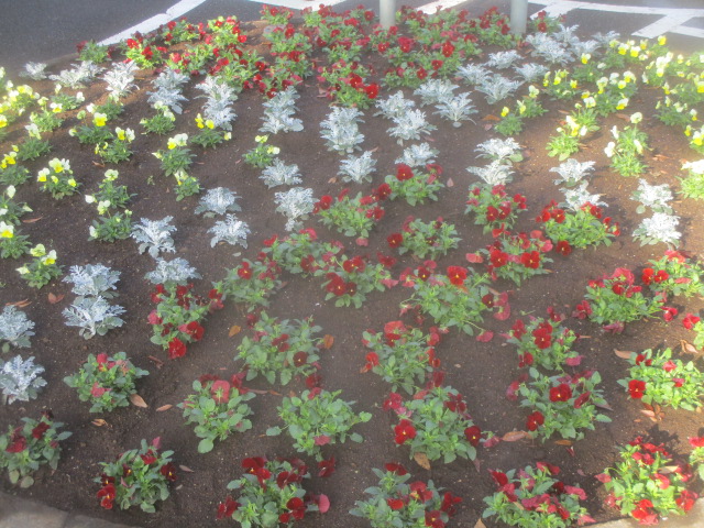 冬 春花壇に植替わりました 北鹿浜公園